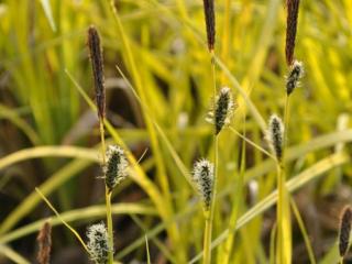 Carex elata 'Aurea'