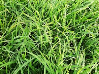 Carex flacca