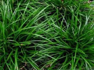 Carex foliosissima 'Irish Green'