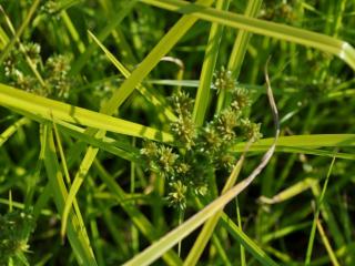 Carex grayii