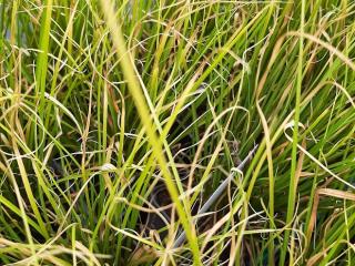 Carex howardii 'Phoenix Green'