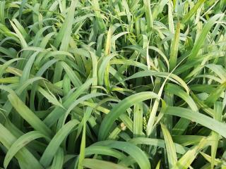 Carex laxiculmus 'Bunny Blue'