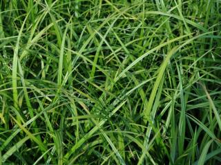 Carex morrowii