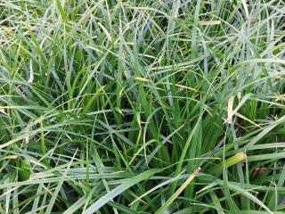 Carex morrowii 'Mosten'