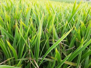 Carex morrowii 'Variegata'