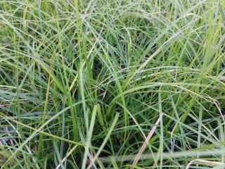 Carex 'Osaka'