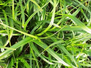 Carex oshimensis 'Evergreen'