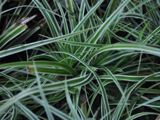 Carex oshimensis 'Everest' ®