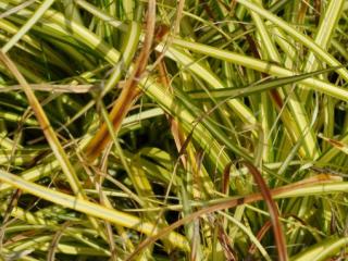 Carex oshimensis 'Evergold'