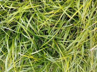 Carex oshimensis 'Green Wonder'