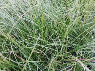 Carex pensylvanica