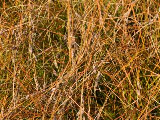 Carex testacea 'Prairiefire'