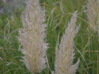 Cortaderia selloana 'Pumila'