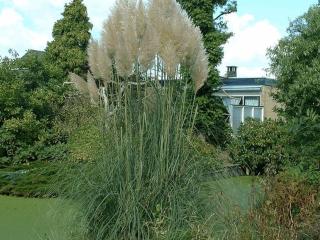 Cortaderia selloana 'White Feather'