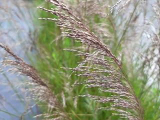 Deschampsia cespitosa 'Bronzeschleier'