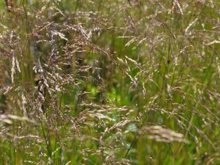 Deschampsia cespitosa 'Goldtau'