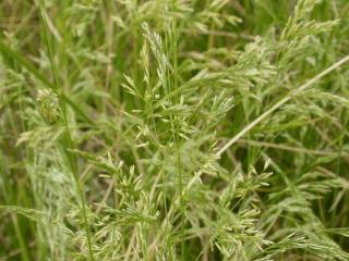 Deschampsia cespitosa 'Goldschleier'