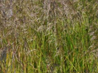 Deschampsia cespitosa 'Schottland'