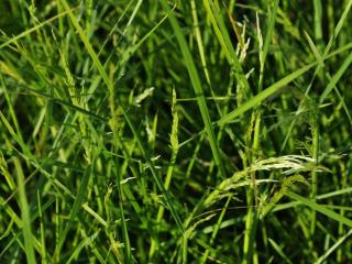 Deschampsia cespitosa 'Tardiflora'