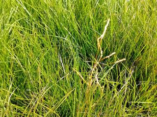 Deschampsia cespitosa 'Waldschratt'
