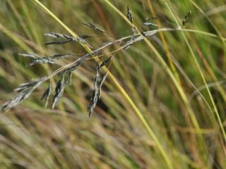 Eragrostis curvula