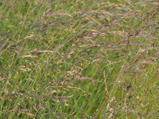 Festuca amethystina