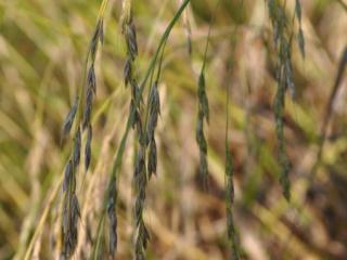 Festuca gigantea