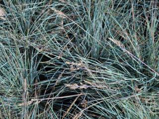 Festuca glauca 'Elijah Blue'