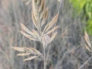 Festuca glauca 'Elijah Blue'