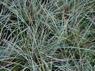 Festuca glauca 'Silbersee'