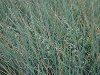 Festuca glauca 'Uchte'