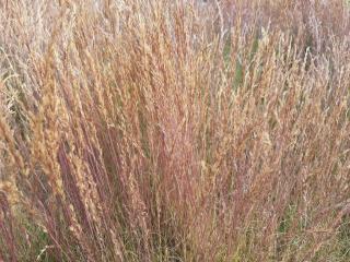 Festuca glauca 'Walberla'