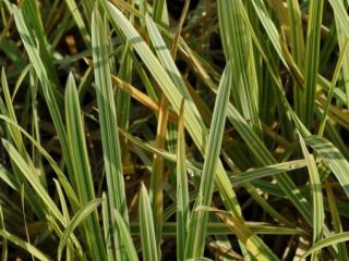 Glyceria maxima 'Variegata'