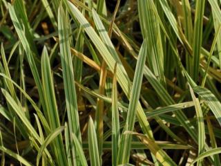 Glyceria maxima 'Variegata'