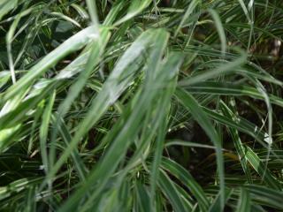 Hakonechloa macra 'Albostriata'