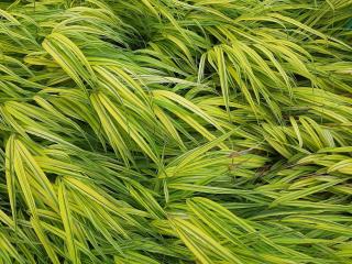 Hakonechloa macra 'Aureola'