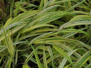 Hakonechloa macra 'Naomi' ®