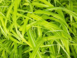 Hakonechloa macra 'Stripe It Rich'