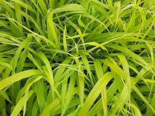 Hakonechloa macra 'Sunflare'