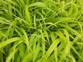 Hakonechloa macra 'Sunflare'