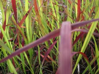 Imperata cylindrica 'Red Baron'