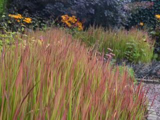 Imperata cylindrica 'Red Baron'