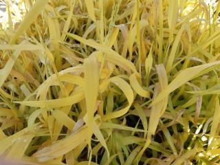 Milium effusum 'Aureum'