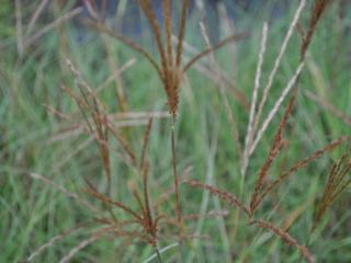 Miscanthus sinensis 'Adagio'