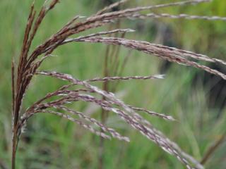 Miscanthus sinensis 'China'