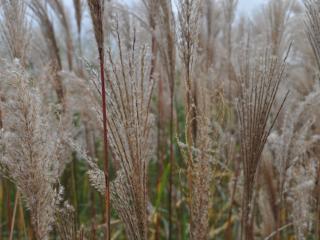 Miscanthus sinensis 'Flamingo'