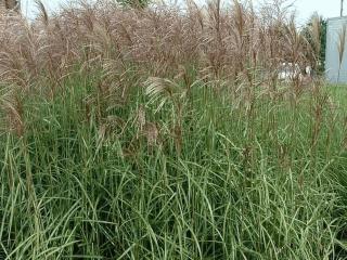 Miscanthus sinensis 'Ferner Osten'