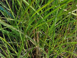 Miscanthus sinensis 'Gracillimus'