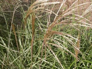 Miscanthus sinensis 'Graziella'