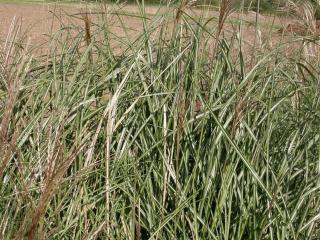 Miscanthus sinensis 'Grosse Fontäne'